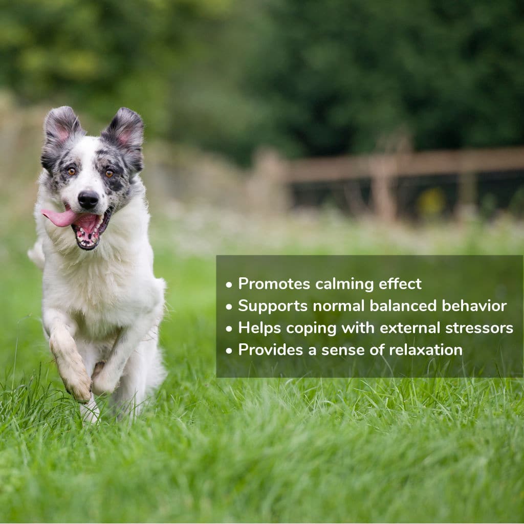 Zebra Calming Chews for dogs